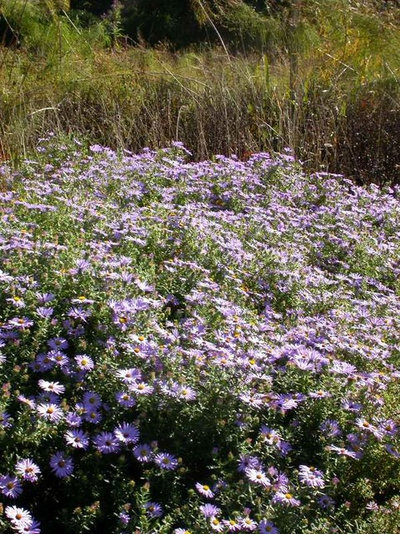 Traditional Landscape by Missouri Botanical Garden