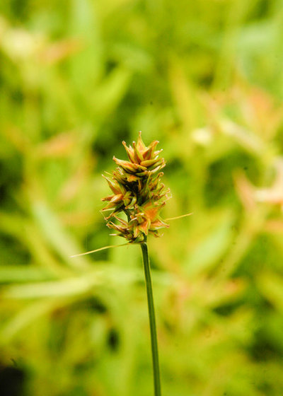 Landscape Great Design Plant: Carex brevior