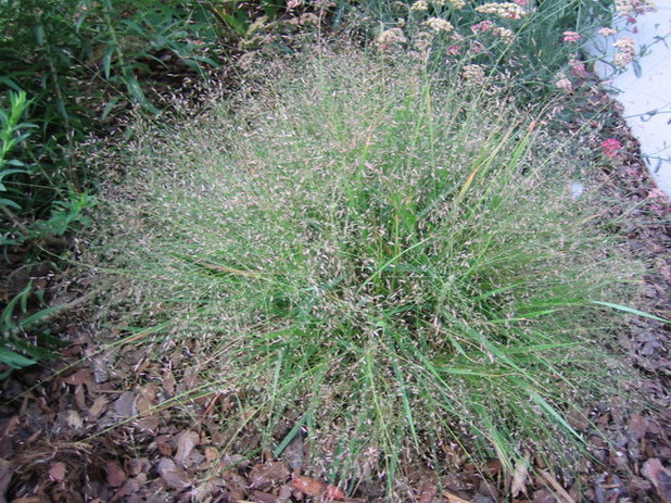 Purple Lovegrass /Eragrostis Spectabilis