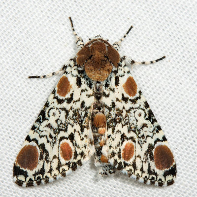 Harris's Three Spot Moth