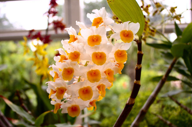 Pineapple Orchid