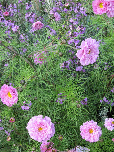 Traditional Garden by Sue Hayward Garden Design Ltd