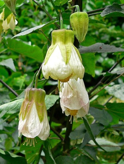 Abutilon x hybridum 'Patricia'