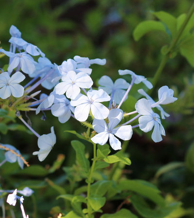 Take-Home Planting Ideas from the Big Island