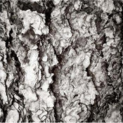 CBark Decor Fine Art Print by Bree Madden