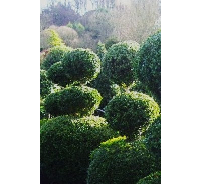 Traditional Garden by Laara Copley-Smith Garden & Landscape Design