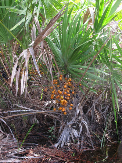 Landscape Saw Palmetto (Serenoa Repens) fruits