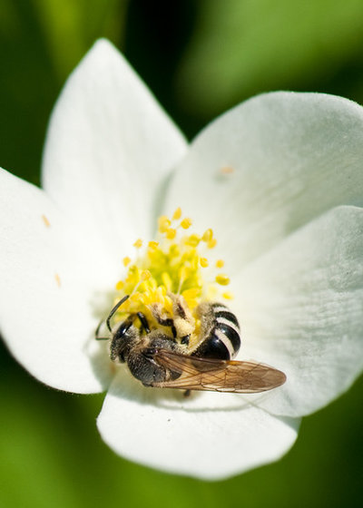 Landscape by Holm Design & Consulting LLC