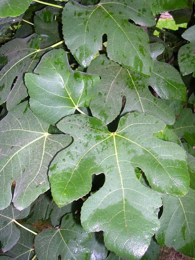 Great Design Plant: Fig