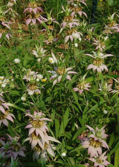 Rustic Landscape Spotted Beebalm
