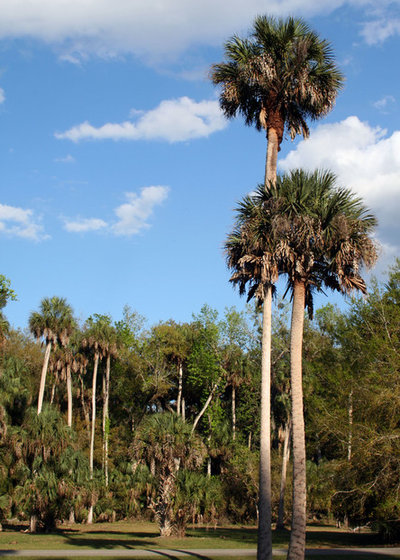 Great Design Plant: Sabal Palm