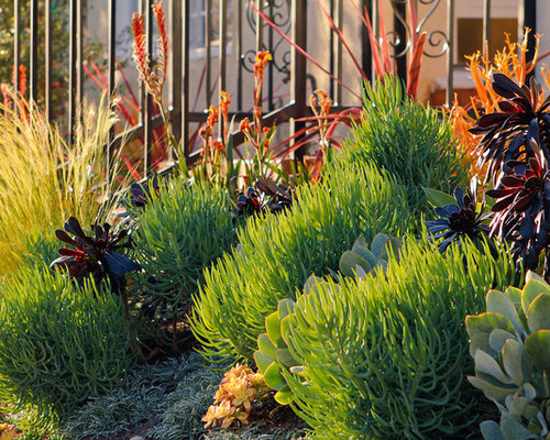 Drought Tolerant Garden Home Design Ideas, Pictures, Remodel and Decor