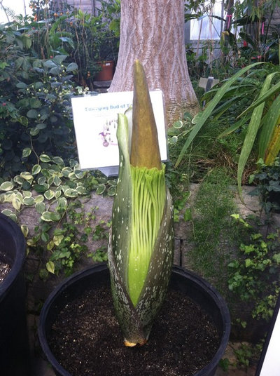 Titan Arum