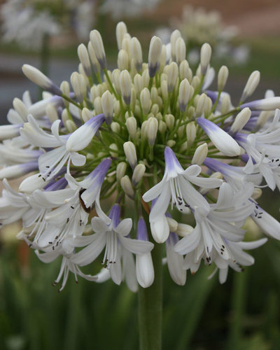 by Southern Living Plant Collection