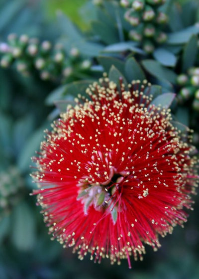 bottlebrush_dwarf.jpg