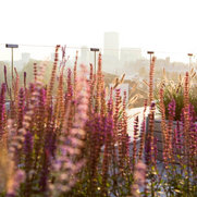 Foto di Town and Country Gardens