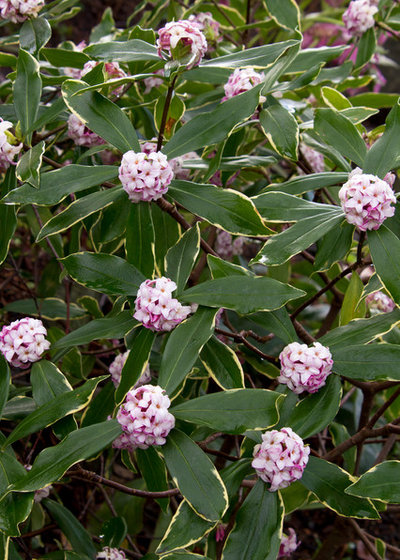 Traditional Garden by Monrovia