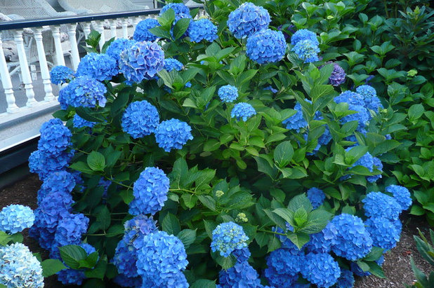 Traditional Garden Frenchflair