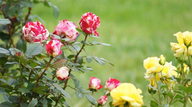 Summer Gardens