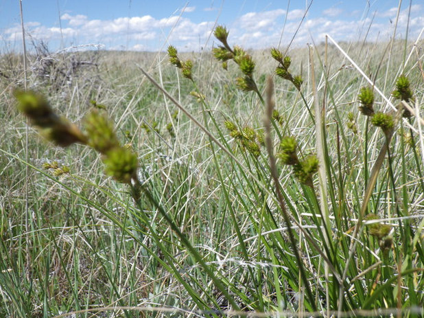 Landscape Carex brevior