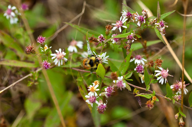Landscape Calico Aster