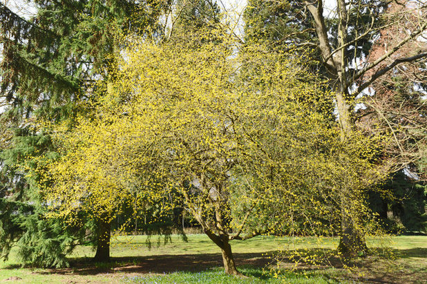 Traditional Landscape Cornelian cherry dogwood (Cornus mas)