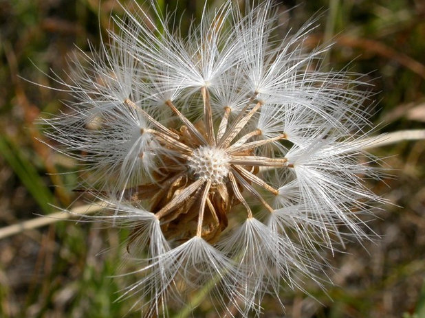 Landscape Nothocalais Cuspidata