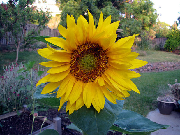 Landscape Sunflower