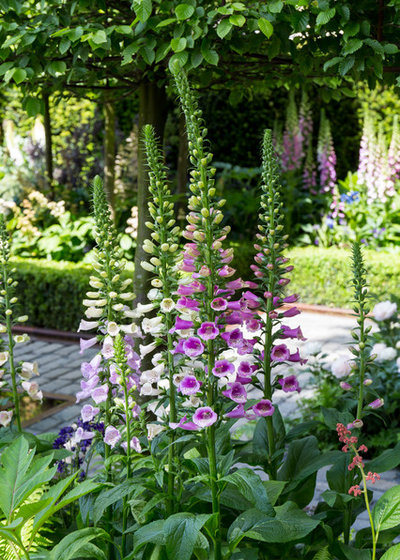Garden by Chris Snook