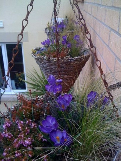 Winter Flowering Hanging Cones