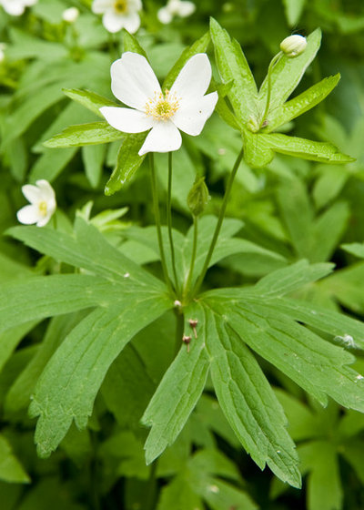 Landscape by Holm Design & Consulting LLC