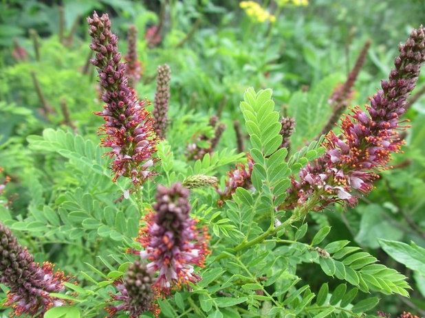 Traditional Landscape by Benjamin Vogt / Monarch Gardens