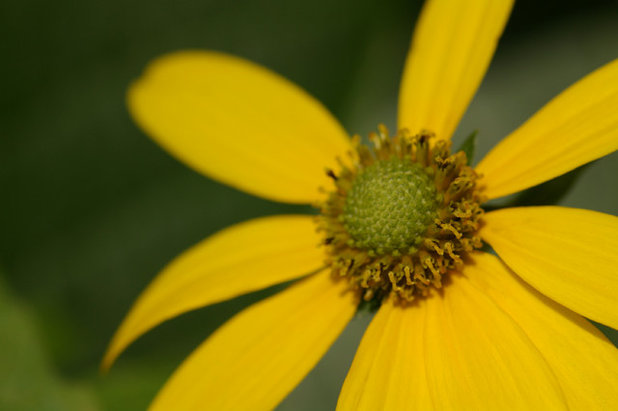 Rudbeckia Laciniata