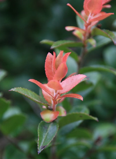 Landscape by Hansen's Northwest Native Plant Database