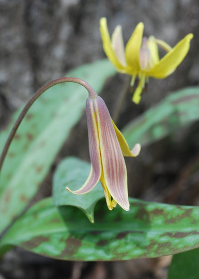 Landscape Yellow Trout Lily (Erythronium americanum)