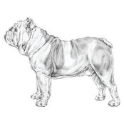 Bulldog Capital Development, LLC's photo
