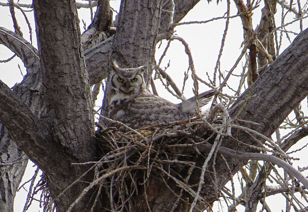 Great Horned Owl Sitting on Nest with Fearsome Look