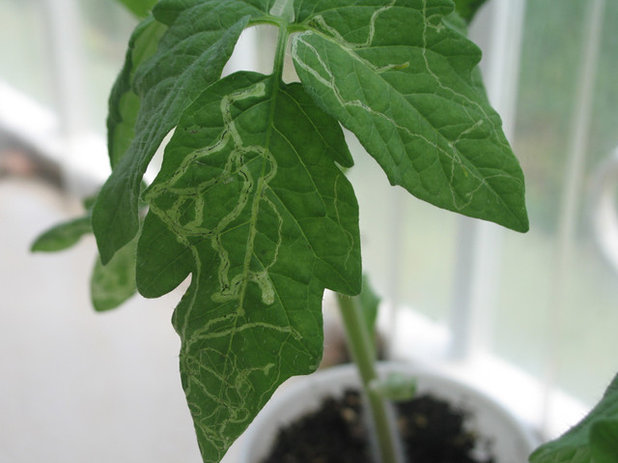 Leaf Miner Tomato