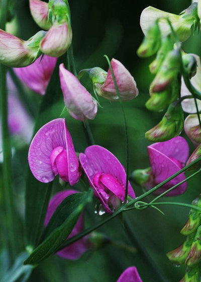 Traditional Garden by Laara Copley-Smith Garden & Landscape Design