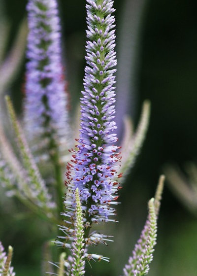 Garden by Laara Copley-Smith Garden & Landscape Design