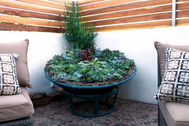 Contemporary Garden by Singing Gardens