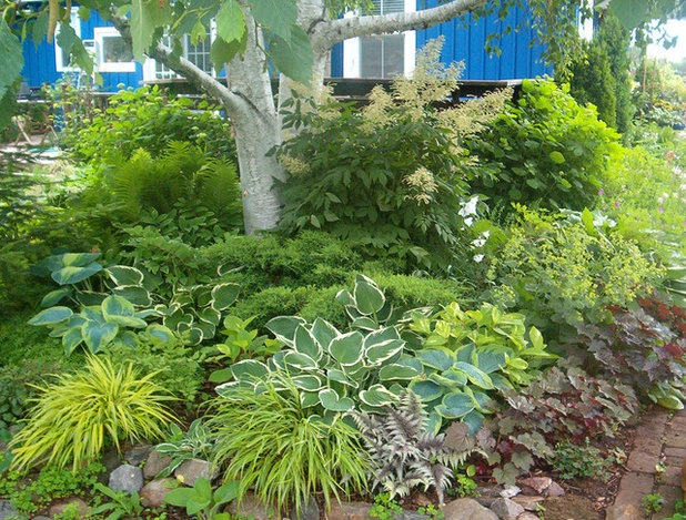 Weniger Unkraut, mehr Spaß im Garten – dank Funkien und Farnen