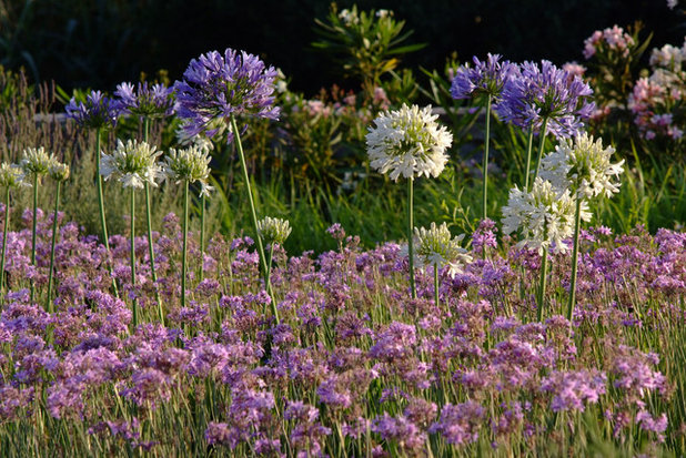 Mediterranean Garden by Carolyn Chadwick