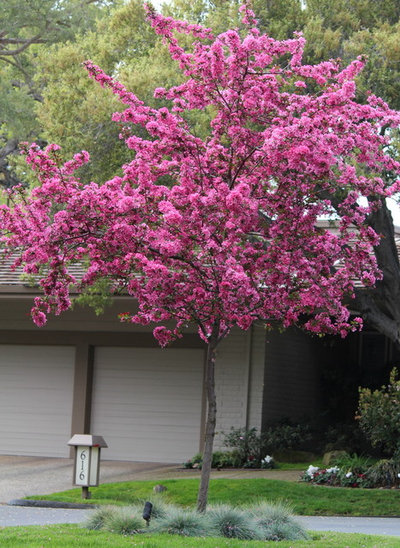 Practical spring-flowering trees