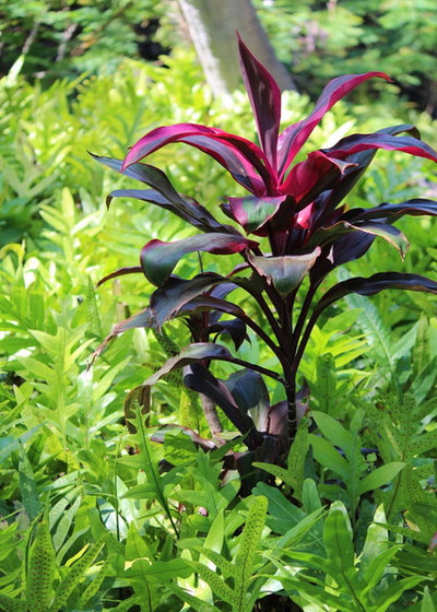 Take-Home Planting Ideas from the Big Island