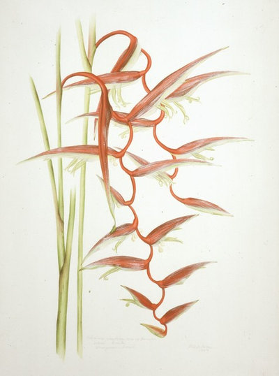 Brazil: A Powerhouse of Plants