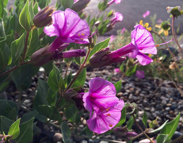 Landscape by Susan J Tweit