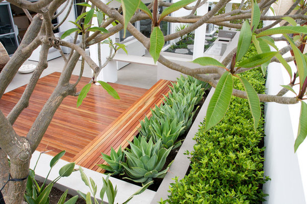 Contemporary Terrace & Balcony by Tim Davies Landscaping