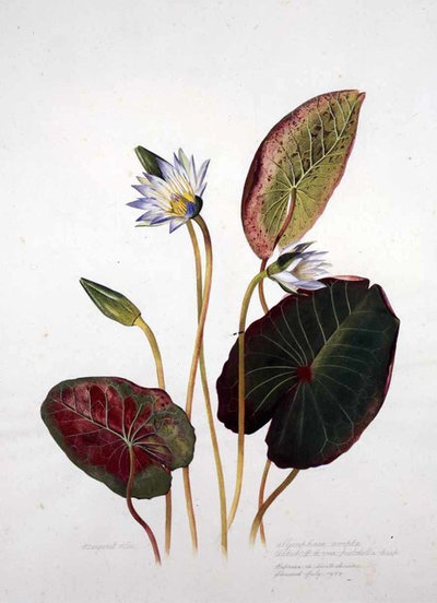 Brazil: A Powerhouse of Plants