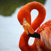 Flamingo Beauty by Lucy's Expressions Photography